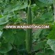 EXPORTER OF INDIAN RIDGE GOURD SEEDS FOR Azerbaijan