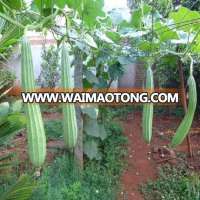 RIDGE GOURD FOR SEEDS FOR Belgium