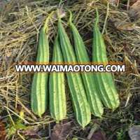 EXPORTER OF INDIAN RIDGE GOURD SEEDS FOR Guyana (British)