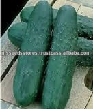 Pointsett 76 Cucumber Seeds