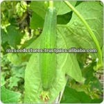 Dark Green Sponge Gourd Seeds