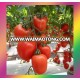 Hybrid tomato seeds