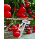 Naite TY Resistant of Tomato Seeds