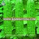 Lvyuan F1 hybrid bitter gourd melon seeds super early maturity high yield disease resistant