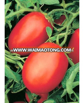 RIO FUEGO Tomato Seeds