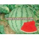 ZHN 6 high resistance good taste seedless watermelon seeds