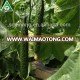 Hybrid chinese cucumber seeds heat resistance