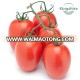 KS Hybrid Red Beauty Determinate Oval Tomato Seed