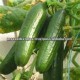 Beit Aplha Cucumber Seeds