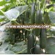 MALOENE F1 No prickly fruit cucumber seeds