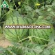 Early maturity anti-crack good commodity super jingxin melon seeds best price for sale