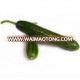 high yield without prickly cucumber seeds