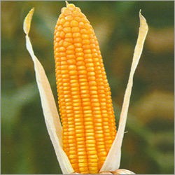 Moon Star Maize Seeds