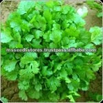 Coriander Evergrow Seeds