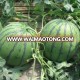 Scarlet Early maturity good quality hybrid watermelon seeds