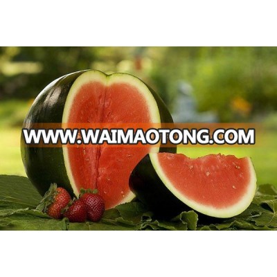 Sugar Baby Watermelon Seeds