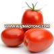 Kingshipe OP Porcessing Rio Grande Tomato seed