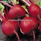 Beet Detroit Dark Red Seeds