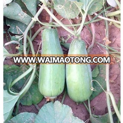 Cucumber (Wanga) Seeds